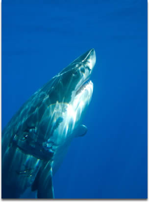 Image of Great White Shark Rising - Guadalupe Island