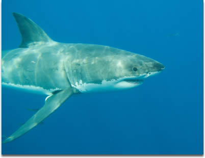 Image of A Great White Shark photographed at Guadalupe Island Mexico.