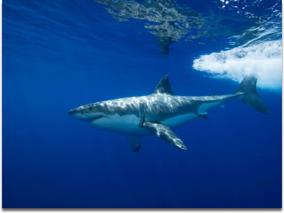 Image of a Great White Shark Carcharodon carcharias
