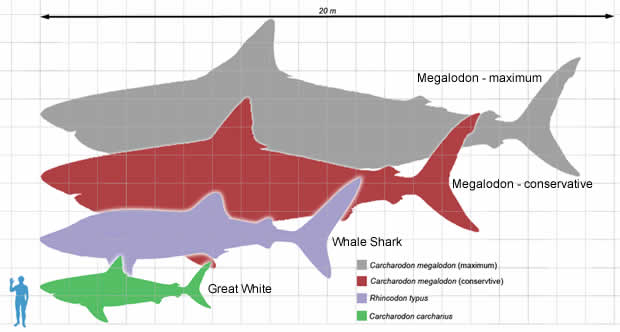Size Of megalodon