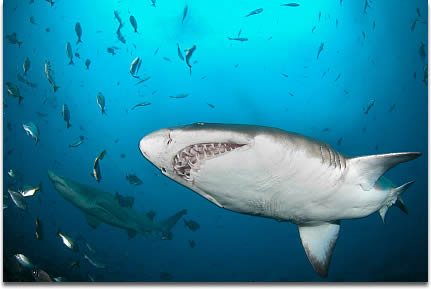 Image of A pair of Sand tiger sharks, also called Ragged tooth sharks, cruise the reef in Western Cape, South Africa