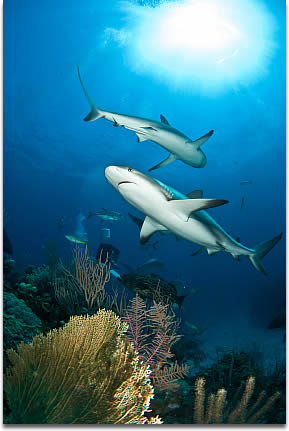 Image of Reef Sharks