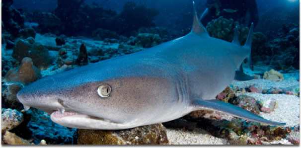 Image of a Whitetip reef shark - Triaenodon obesus - laying on the sea floor in French Polynesia