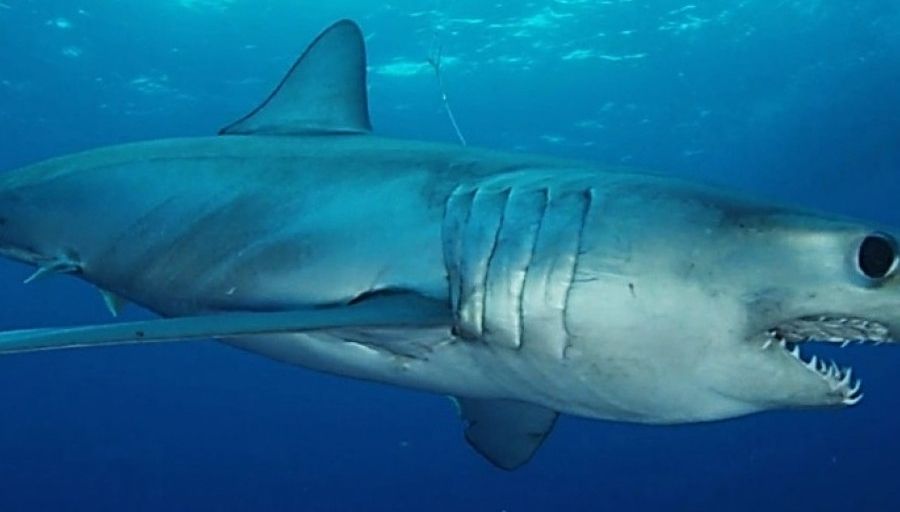 longfin mako shark facts
