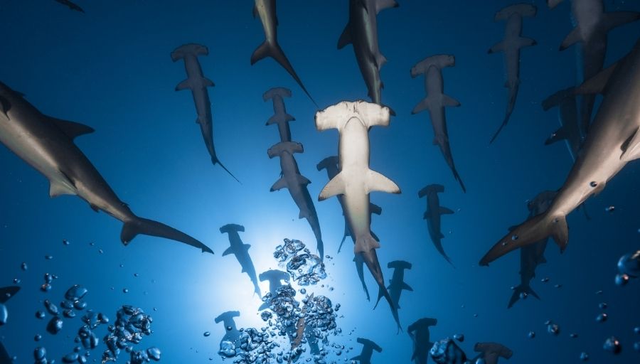 A group of Hammerhead Sharks