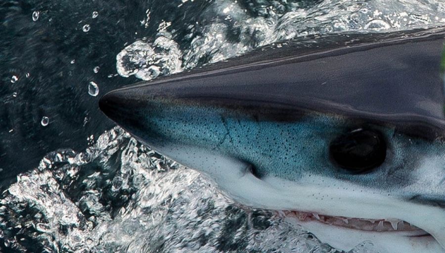 is the longfin mako shark endangered