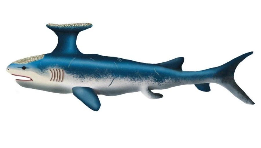 Stethacanthus shark