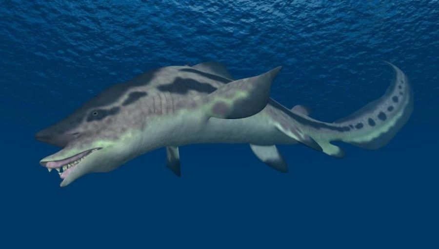 Edestus shark