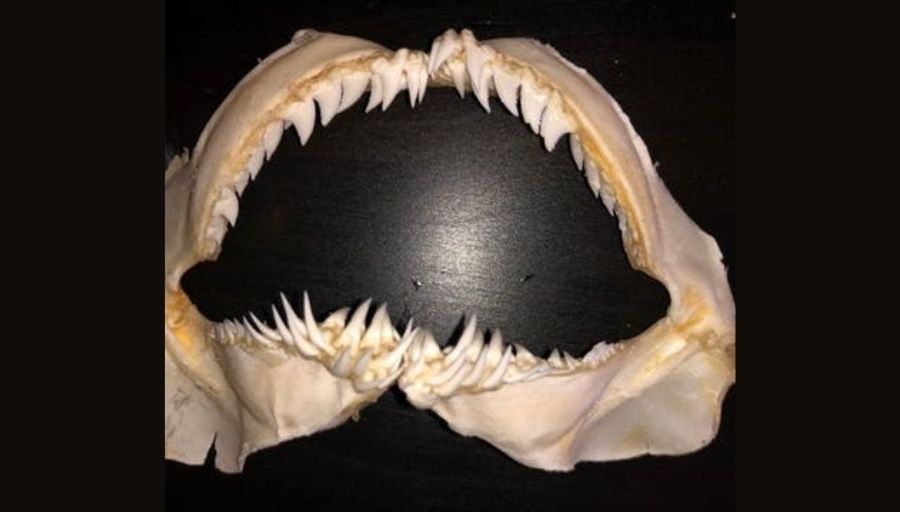 snaggletooth shark teeth
