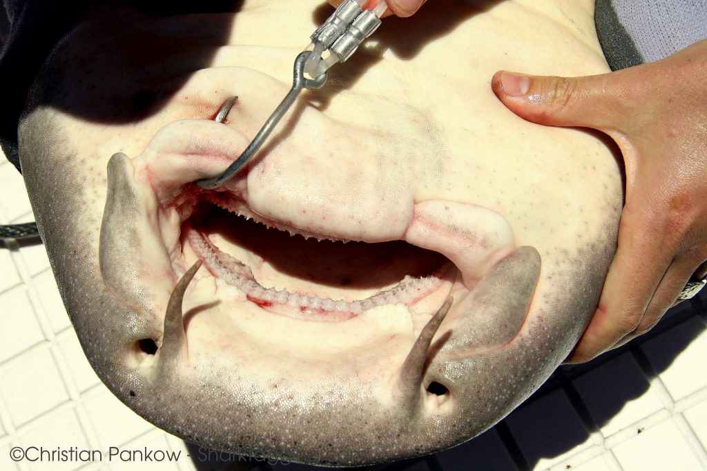 Nurse shark teeth