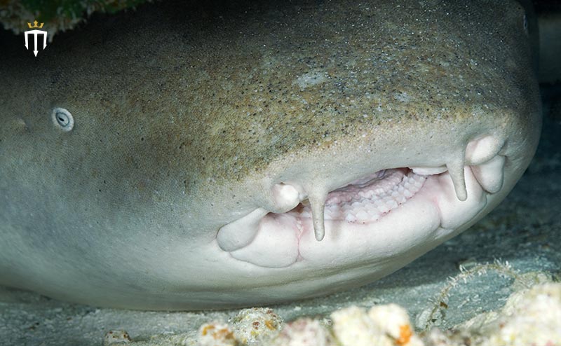Nurse shark teeth
